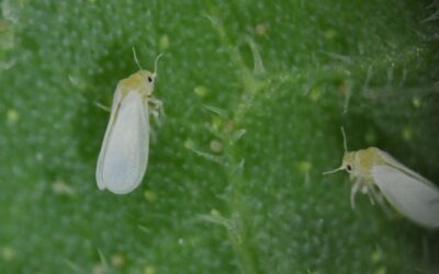 El cambio climático aumenta la población de insectos vectores y contribuye a la expansión de plagas agrícolas