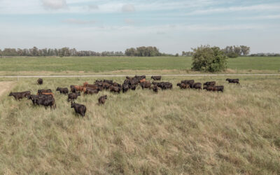 Tecnologías de teledetección e Inteligencia Artificial para cumplir con las normativas ambientales de la Unión Europea