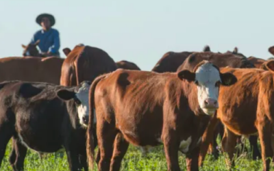 La cepa argentina modificada contra el herpesvirus trasciende fronteras