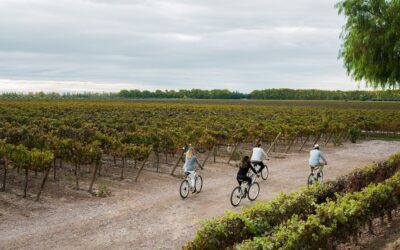 Veranos entre viñedos