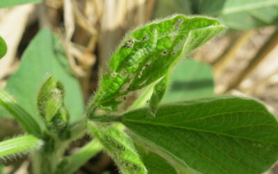 Las poblaciones de insectos plaga fluctúan según el clima