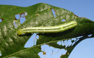 Bolillera en soja: una oruga, varias caras