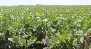 Falta de humedad: aparece el déficit hídrico en gran parte de la zona núcleo