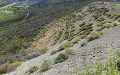 Utilizan plantas nativas para recuperar sitios afectados por actividad petrolera