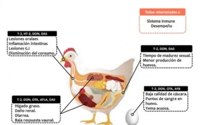 Bioeconomía, Valor Agregado y Desarrollo: vínculos conceptuales, antagonismos y complementariedades