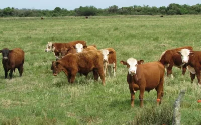 Habrá menos oferta de terneros que presionará en los precios de la carne vacuna