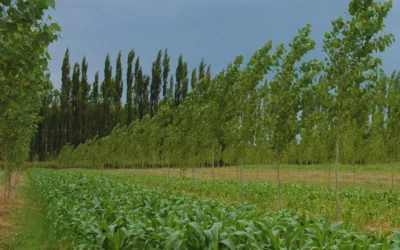 Sistemas agroforestales como alternativa productiva