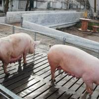 Avance en la sanidad porcina argentina: Se autoriza la vacuna Myosphere