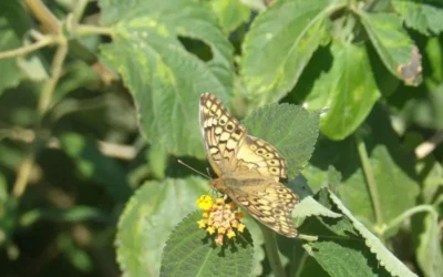 Estudian el estado de la biodiversidad en establecimientos agropecuarios