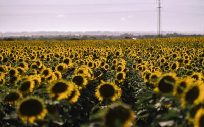 Mejores márgenes y un pase de área de maíz por temor a la chicharrita llevaron a un aumento de la superficie sembrada de girasol