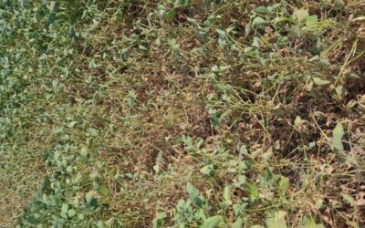 Se perdieron 100 mil hectáreas de soja