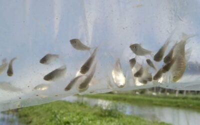 ¿Te invadieron los mosquitos? En el INTA están cultivando peces y camarones para controlar las poblaciones de ese molesto y peligroso insecto