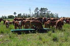 Mejoran los márgenes ganaderos, pero aún por debajo de lo registrado un año atrás