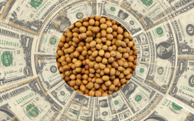 Junto con las cotizaciones, escalan los negocios por soja en el mercado local