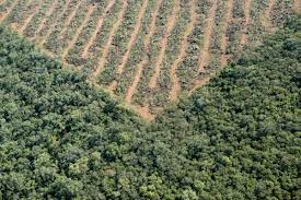 Día Internacional de los Bosques: en busca de acción y soluciones para un mundo mejor