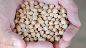 Semillas agro climáticamente inteligentes: valor agregado para la producción de garbanzo con calidad de exportación
