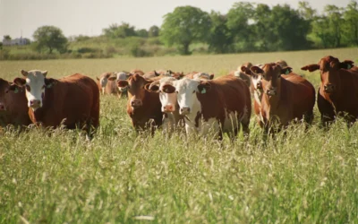 Récord de exportaciones de carne vacuna en febrero