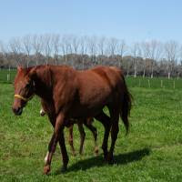 Fortalecimiento de la identificación electrónica equina para el acceso a mercados de exportación