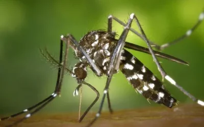 Infectólogos afirman que «hay menos casos» de dengue que el año pasado pero recomiendan vacunarse