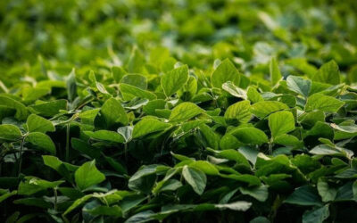 Cómo maximizar los nutrientes y potenciar los cultivos