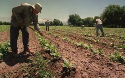 Aprueban un aumento de la prestación por desempleo para trabajadores rurales