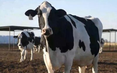 Mejora el panorama para los tambos: El precio de la leche llegó a 35 centavos de dólar, y con precios de los granos a la baja