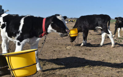 Los “siete derechos del ternero” que permiten hacer eficiente un sistema de crianza artificial