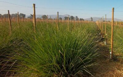 El pasto vetiver, una dúctil gramínea que restaura suelos y es posible ¿forrajera?