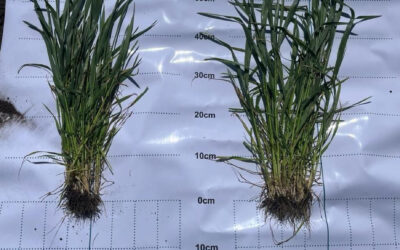El mercado de biológicos presenta un crecimiento exponencial
