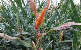 La chicharrita sigue ausente en casi el 90% de las localidades, pero es hora de actuar en zonas endémicas