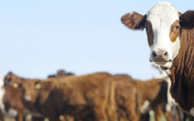 Mercado ganadero: precios que se atrasan por la caída del consumo y la competitividad exportadora