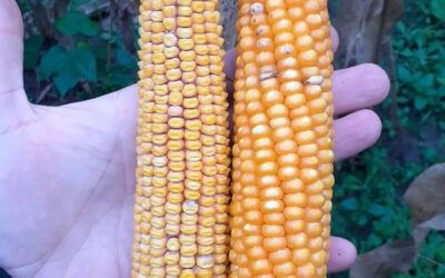 Chicharrita: nuevo recorte en las estimaciones de producción de maíz