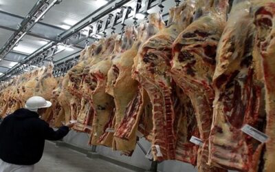 Advierten que ya hay suspensiones en frigoríficos por el achique de la faena