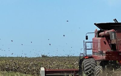 Las palomas no le dieron paz al girasol entrerriano
