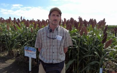 Posta ganadera, la nueva solución RAGT para saber qué híbrido es mejor en nutrición animal