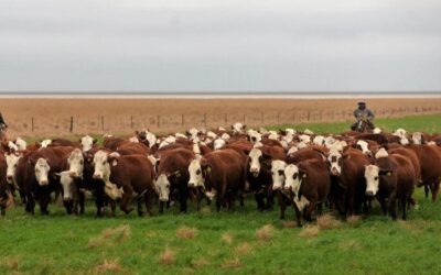 Jornada a campo del IPCVA en Corrientes: Carne del NEA al mundo