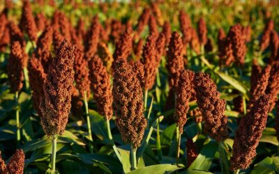 Innovación en sorgo: control de insectos y malezas desde la semilla