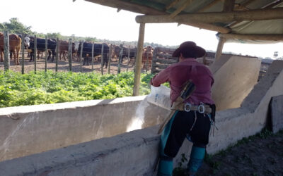 Uso responsable de productos garrapaticidas y cuidado del ambiente y la salud