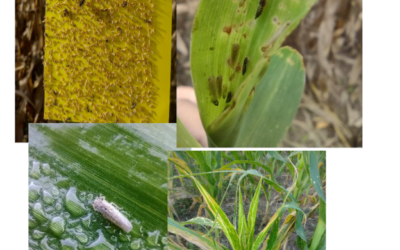 La chicharrita aumentó su presencia en casi todas las regiones