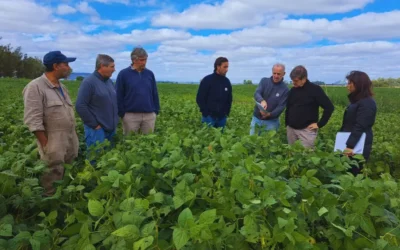 Fosfitos: qué son y cómo pueden convertirse en una solución para el manejo de malezas