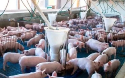 PROVIMI destaca la importancia de un comienzo robusto para la salud y el rendimiento de los lechones