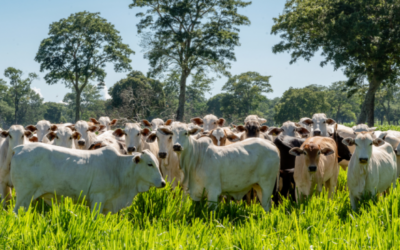 El Mercado Ganadero: Sólo la menor oferta mejora los precios, del lado de la demanda, poco por esperar