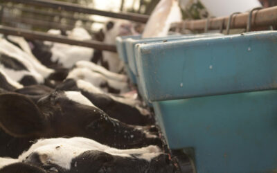 El arte de la guachera: el rol fundamental del recurso humano en el manejo de los terneros