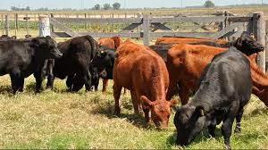 Refugo de vacas: Una caja poco despreciable para el criador, que este año no está ofreciendo su mejor número