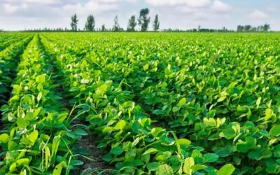 Con fosfitos, logran manejar malezas resistentes en soja aplicando menos agroquímicos