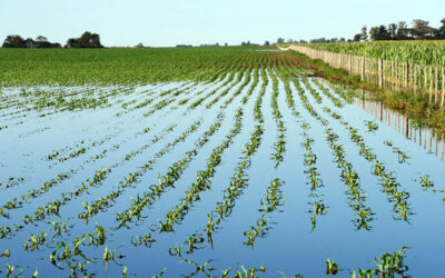 Los cultivos de invierno que mejor toleraron las inundaciones