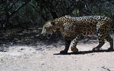 Lanzan una votación ciudadana para elegir el nombre del yaguareté registrado en la Reserva Natural Formosa