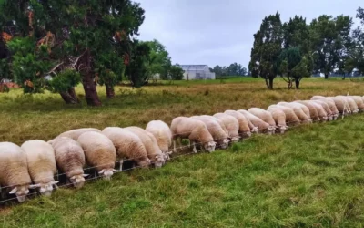 Impulsan la cría intensiva de ovinos como oportunidad productiva