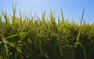 Presentan una nueva variedad de arroz de alta calidad culinaria