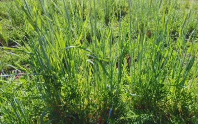 Cultivos de servicio, aliados para una agricultura más resiliente